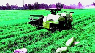 Máy Cắt Lúa KUBOTA l Máy Gặt Đập Liên Hợp