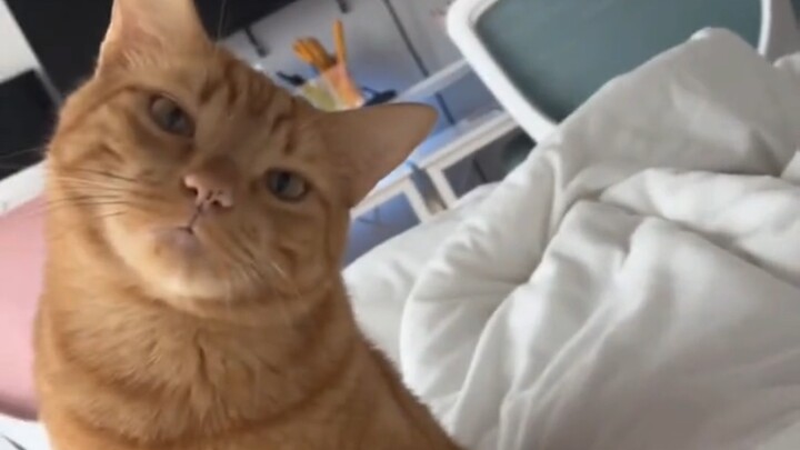 Chỉ có những chú mèo ngốc nghếch thế này là vui nhất thôi!