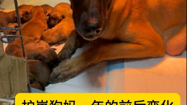 هل تعتقدون أن الأم الكلبة ما زالت تتعرّف على صغيرها؟