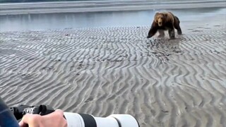 When a brown bear charges at you, don't run away!