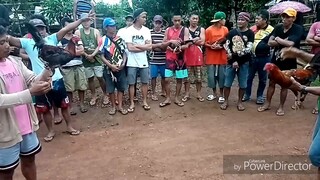 Dark red vs malatuba
