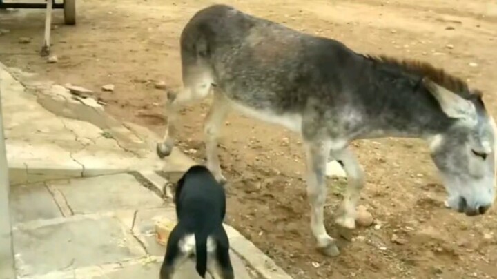 The dog gave the donkey a hard time and the donkey turned kicked him