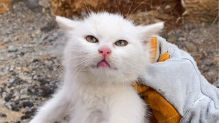 ลักพาตัวแทนที่จะซื้อ: Wing Chun • Yeh Cat Nest