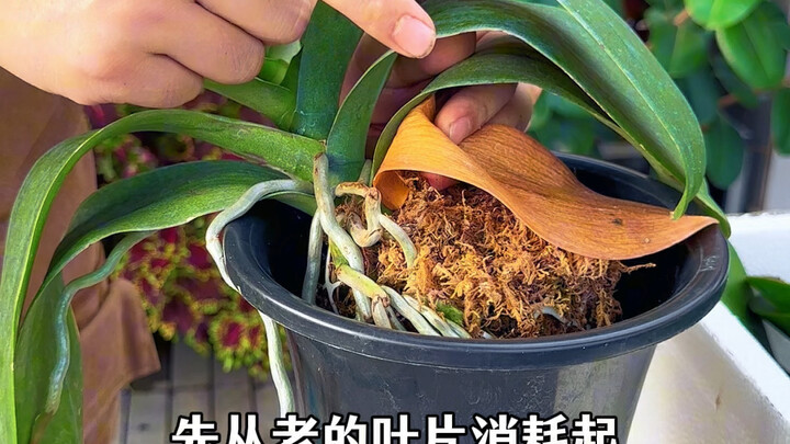 How to care for flawed Phalaenopsis seedlings