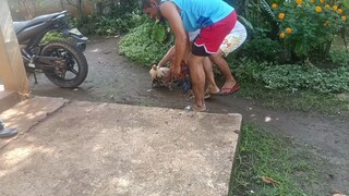 Stag Vs Cock