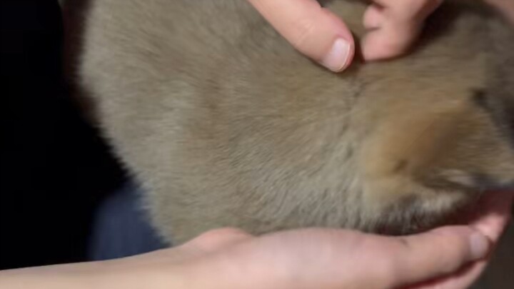 No wonder it stopped wagging its tail once I picked it up—turns out I was doing it wrong.