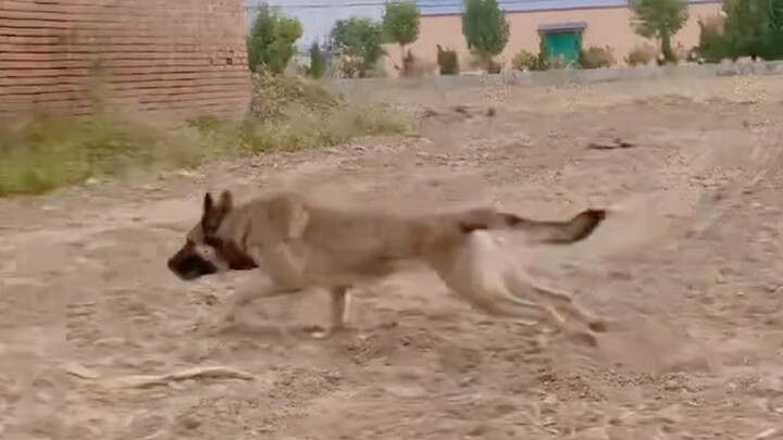 Sekejap, ledakan kekuatan seekor anak anjing