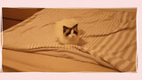 [Ragdoll] You Cat Is Waiting for You on the Bed