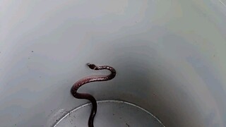 Baby Cobra!!