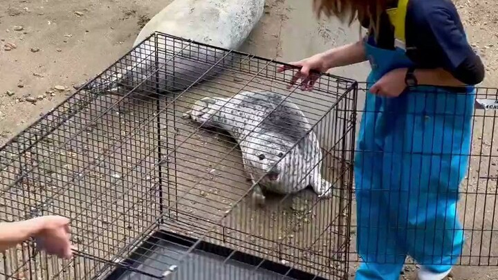 凶猛豹徒抓捕现场！