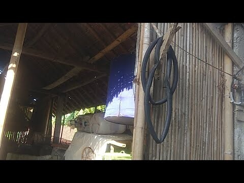 Perawatan Murai batu Pastol supaya cepat bisa digantang