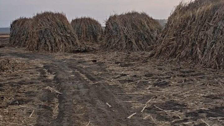 Is it可行 to quit your job and go live in seclusion in the countryside?