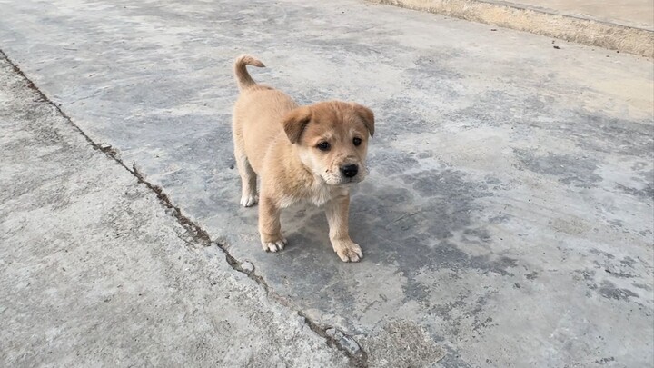 Deceiving the neighbor's puppy—its reaction is hilarious!