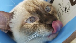 พี่ใหญ่ ให้ข้าเลียหน่อยเถอะเมี๊ยว