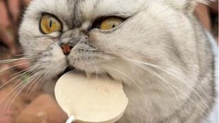 Look at what my cat usually does.
