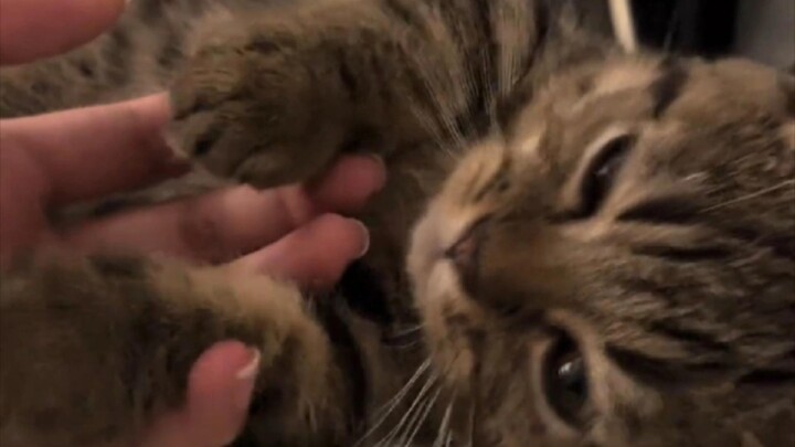 A tiny kitten that falls over as soon as you touch it!