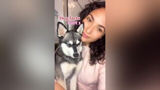 Did you know this about your dog? LearnOnTikTok dogs dogfacts paws