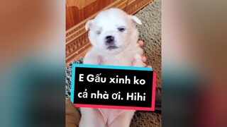 Gấu đc bao nhiêu điểm đáng yêu cả nhà nhỉ? cunyeucuadua chó chócon chókhôn chócute xuhuong fyp