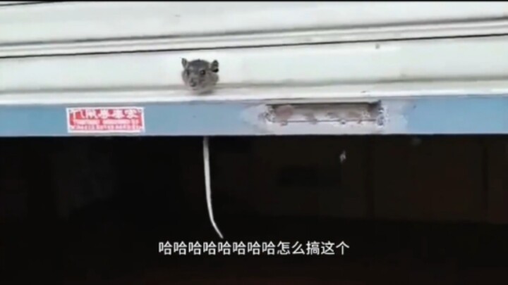 The General of the Rolling Curtain