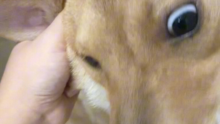 Where’s my dog-chasing stick?