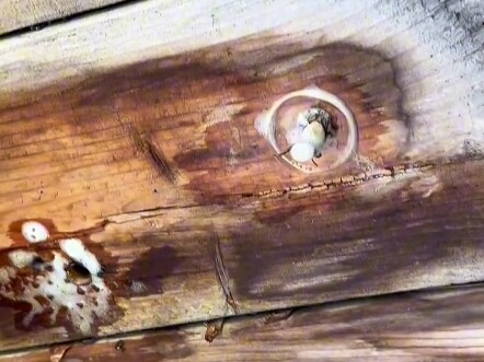 Wood borers on beams