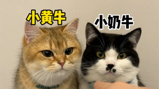 What kind of kittens will these two cats produce?