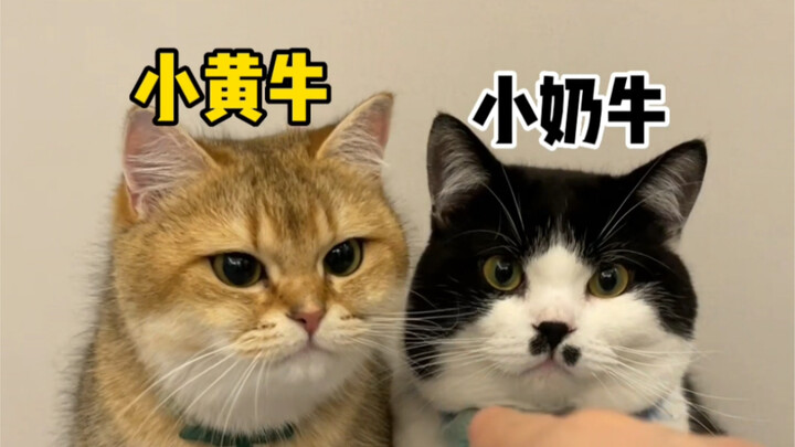 Hai chú mèo này sẽ sinh ra những đứa trẻ như thế nào?