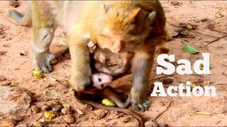 SAD ACTION....,​POOR​ BABY​ WAS​ REMOVED BY HER MUM, MONKEY TRY REJECT HER BABY TOO HARD