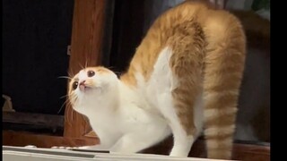 Baobao, you are a little seal with a perky butt.
