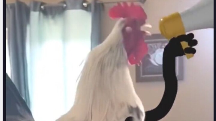 Seekor Ayam dengan Kualitas 666