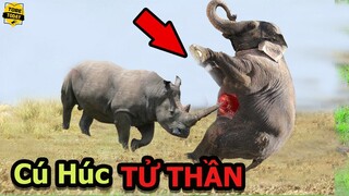 🔴Điên Cuồng Lào Vào Tấn Công 2 Mẹ Con Tê Giác, Voi Khổng Lồ Nhận Cái Kết Đắng Không Thể Tin Nổi