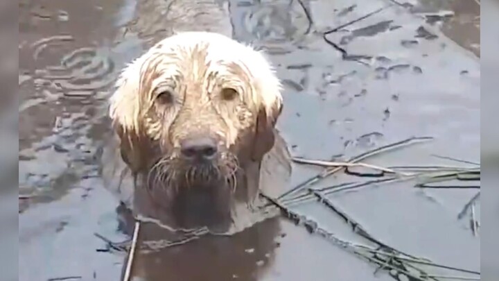 Doggy: I heard you're going to quit being a dog person.