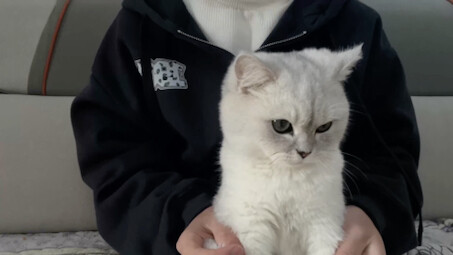Guess the King's Hero by Watching the Cat's Actions