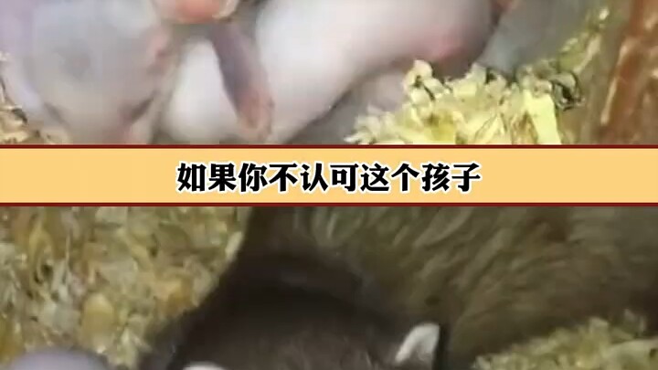 Thì ra chồn sương sau khi sinh con xong còn phải xác nhận chủ nhân nữa à?