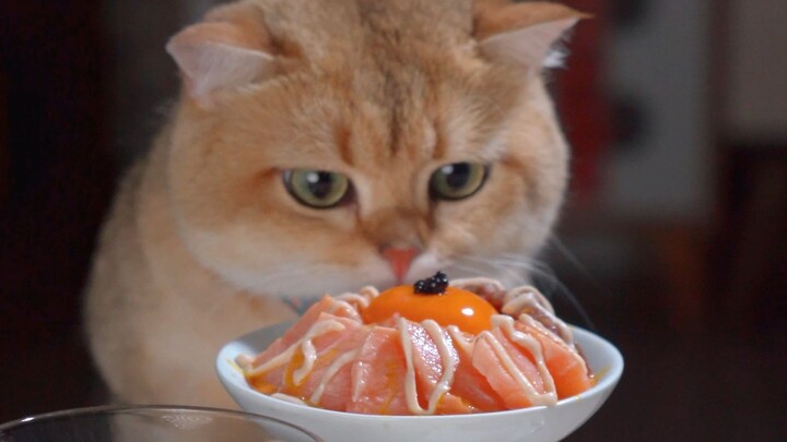 ร้านอาหารมิชลินสำหรับแมว ให้คุณสัมผัสความสุขแบบเจ้าเหมียว~