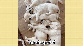 เพื่อนตัวน้อยแสนซน : โกลเด้นสุดคิ้วท์