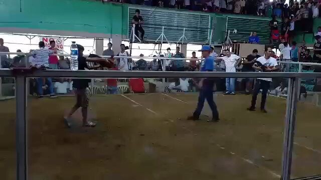 Our grand master broadcock toppy line. 2018 San mateo.