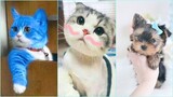 Cute and funny pet (P1) | Interesting and lovely moments of pets