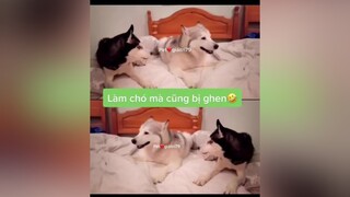 giaitritonghop  thucung yeudongvat pet❤️giảitrí