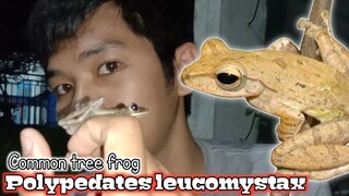 Katak pohon bergaris / gedindang / bencok ( polypedates leucomystax )