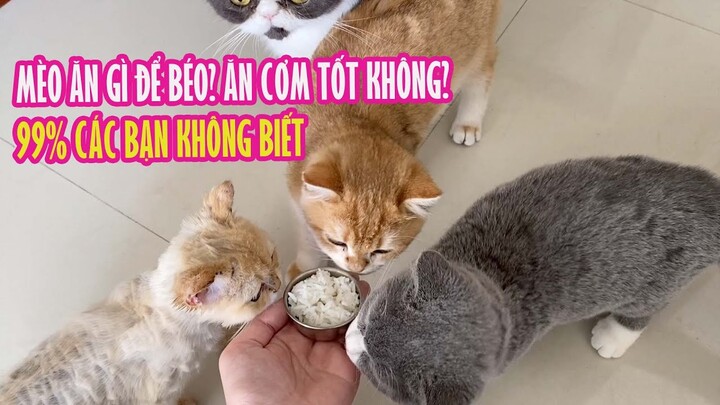 Mèo Ăn Cơm Tốt Không? Mèo Ăn Gì Để Béo? | 99% Các Bạn Không Biết