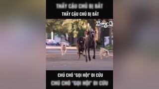 Làm có Hội - Chơi Có Đội ✊✊✊ yeuchomeo yeucho cunyeu doglover