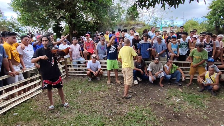 Panalo tayo, Pula Vs Gold