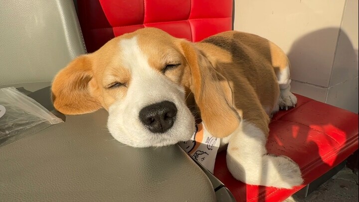 Having a Great Dane is Just So Heartwarming