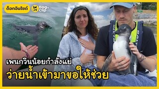 เพนกวินน้อยกำลังแย่ ว่ายน้ำเข้ามาขอให้มนุษย์ใจดีช่วย | Dog's Clip