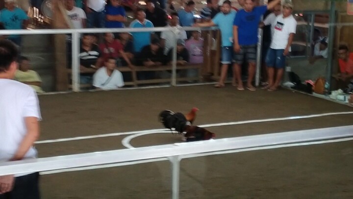 4 cock derby (22k pot money) sulop arena score:1-0-1-0