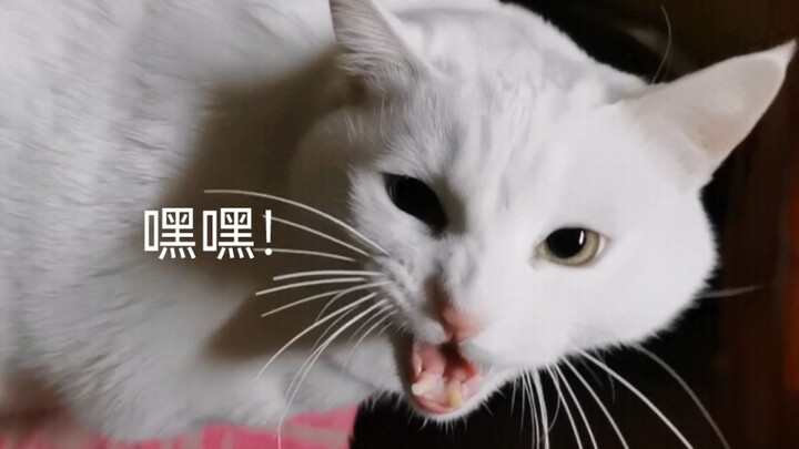 Playing with a prickle-cat… and got scolded by the cat!