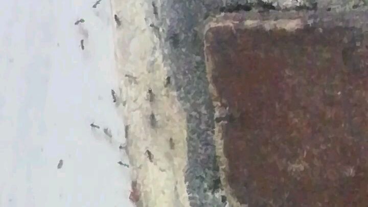 black ants Vs red ants who will win?