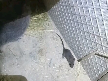 Ketika tikus kecil jatuh ke dalam sarang tikus bambu