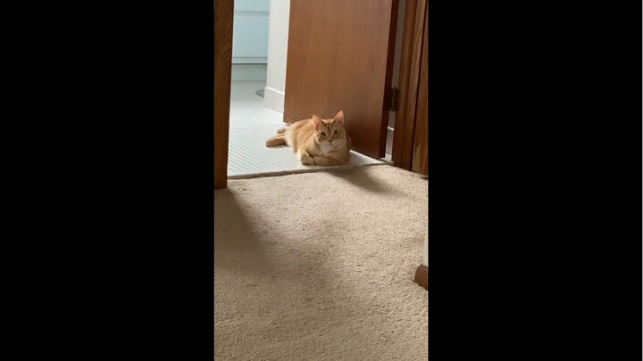 Đừng bao giờ kích thích sự tò mò của mèo nhé!